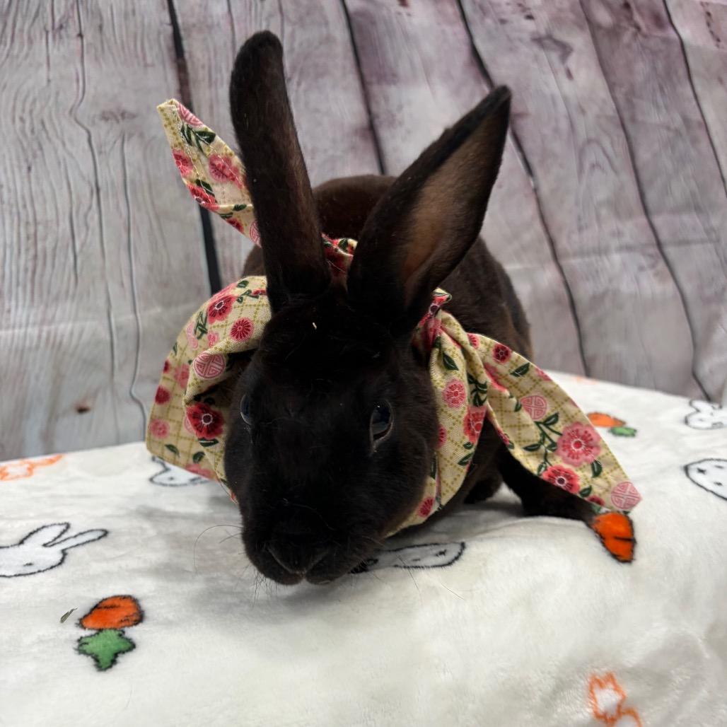 Enlarge Monsoon, a Adoptable mixed breed in Puslinch, ON image 6/6