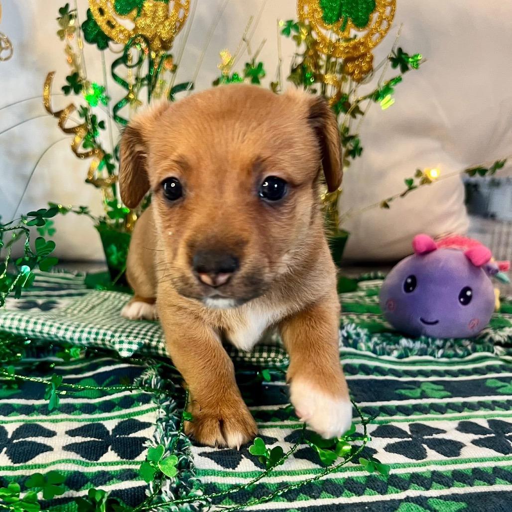 Onyx, Adoptable, Young Female Mixed Breed.