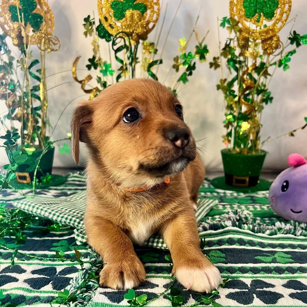 Enlarge Onyx, a Adoptable Mixed Breed in Allen, TX image 2/6