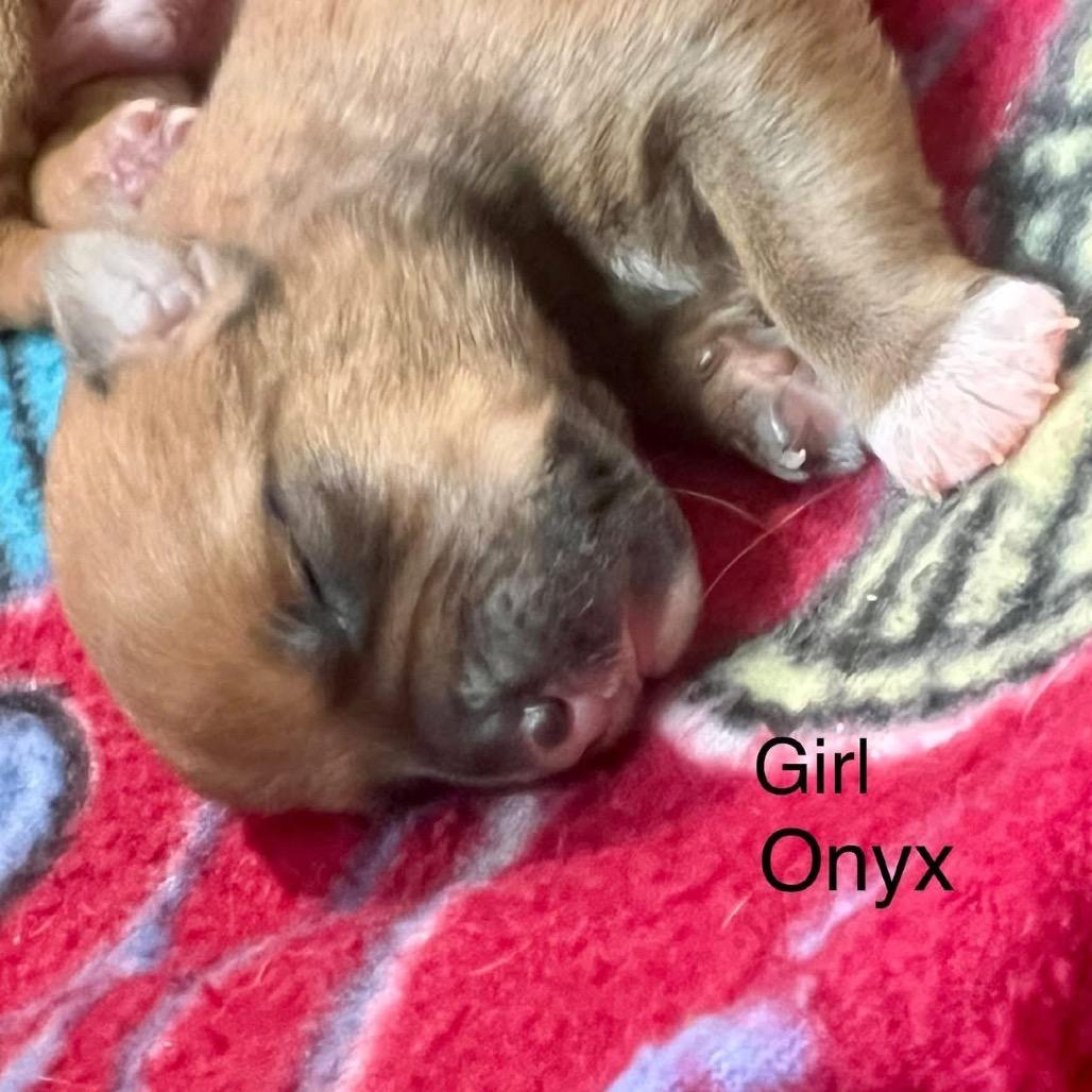 Enlarge Onyx, a Adoptable Mixed Breed in Allen, TX image 3/6