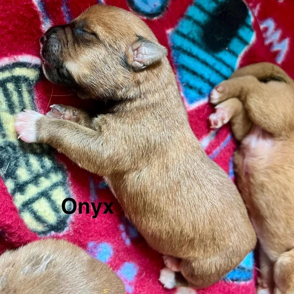 Enlarge Onyx, a Adoptable Mixed Breed in Allen, TX image 4/6