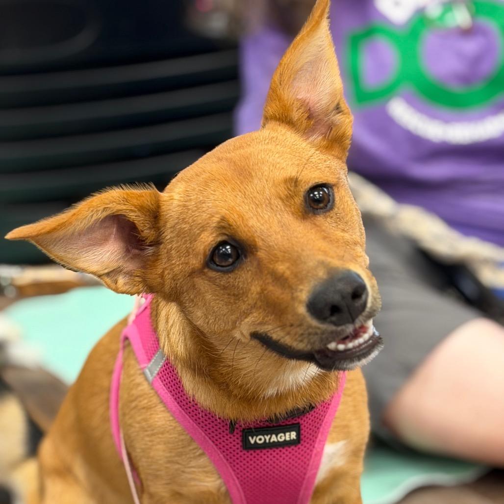 Enlarge Onyx, a Adoptable Mixed Breed in Allen, TX image 6/6
