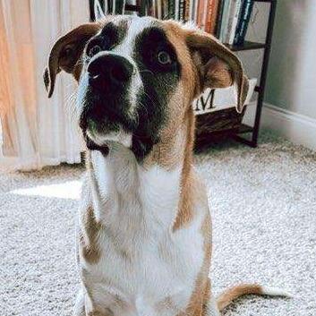 Enlarge Marmaduke, a Adoptable mixed breed in Huntsville, AL image 1/6