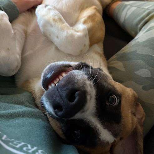 Enlarge Marmaduke, a Adoptable mixed breed in Huntsville, AL image 2/6