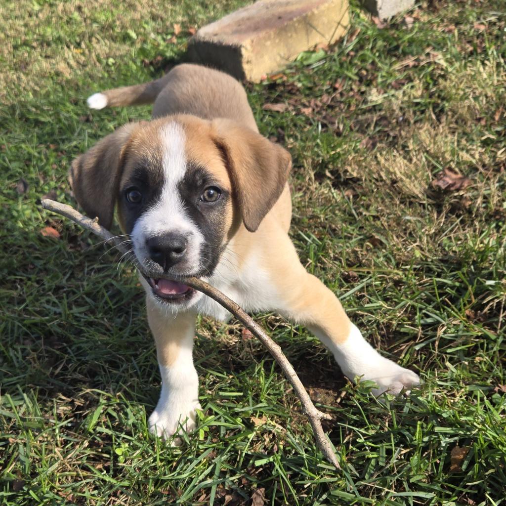 Enlarge Marmaduke, a Adoptable mixed breed in Huntsville, AL image 3/6