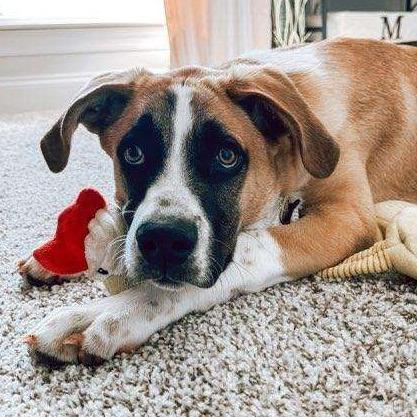 Enlarge Marmaduke, a Adoptable mixed breed in Huntsville, AL image 4/6