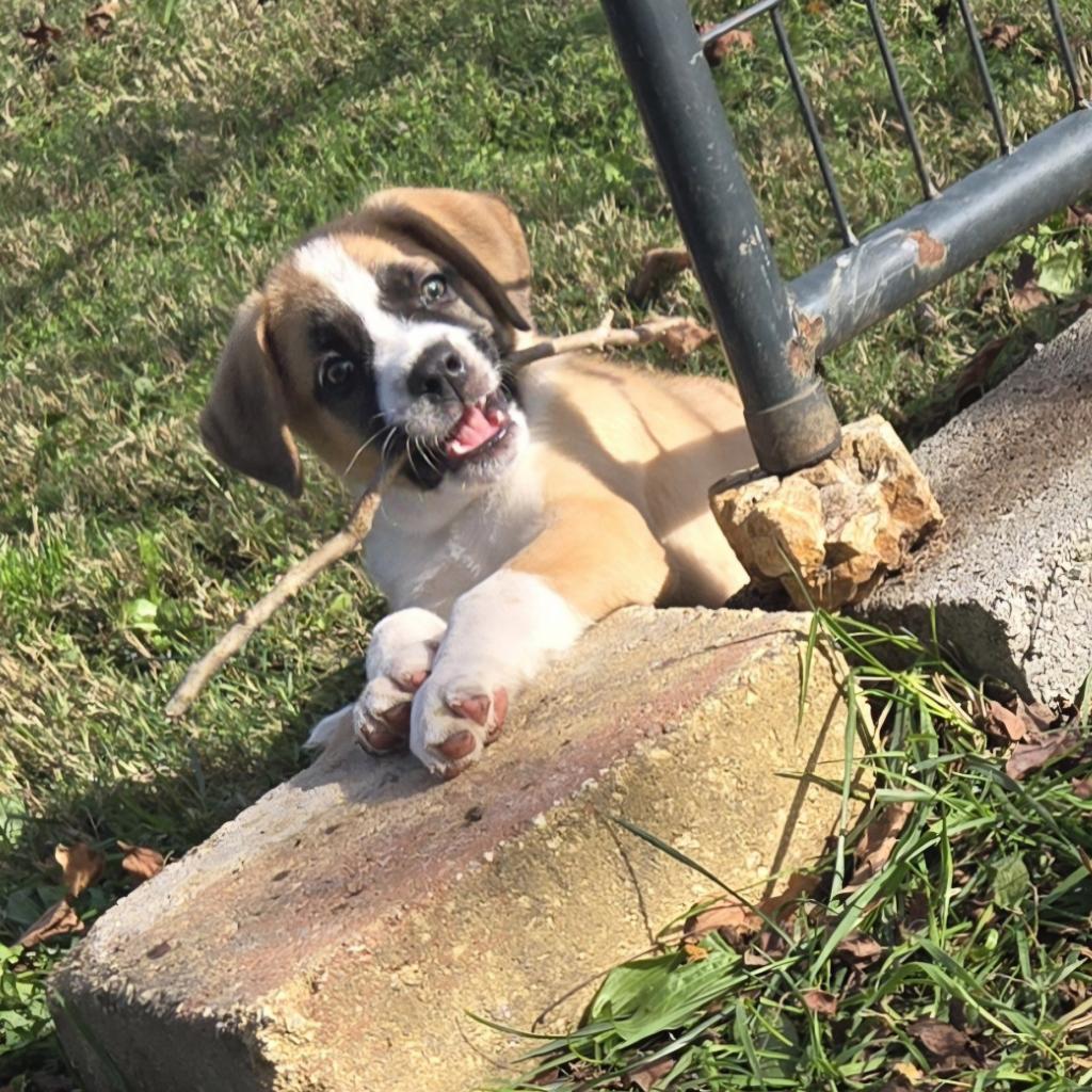 Enlarge Marmaduke, a Adoptable mixed breed in Huntsville, AL image 5/6