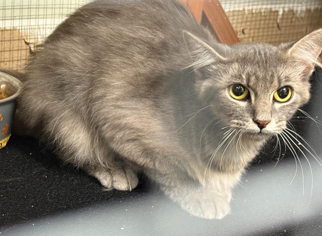 Momma Kathy, Adoptable, Young Female Domestic Long Hair.