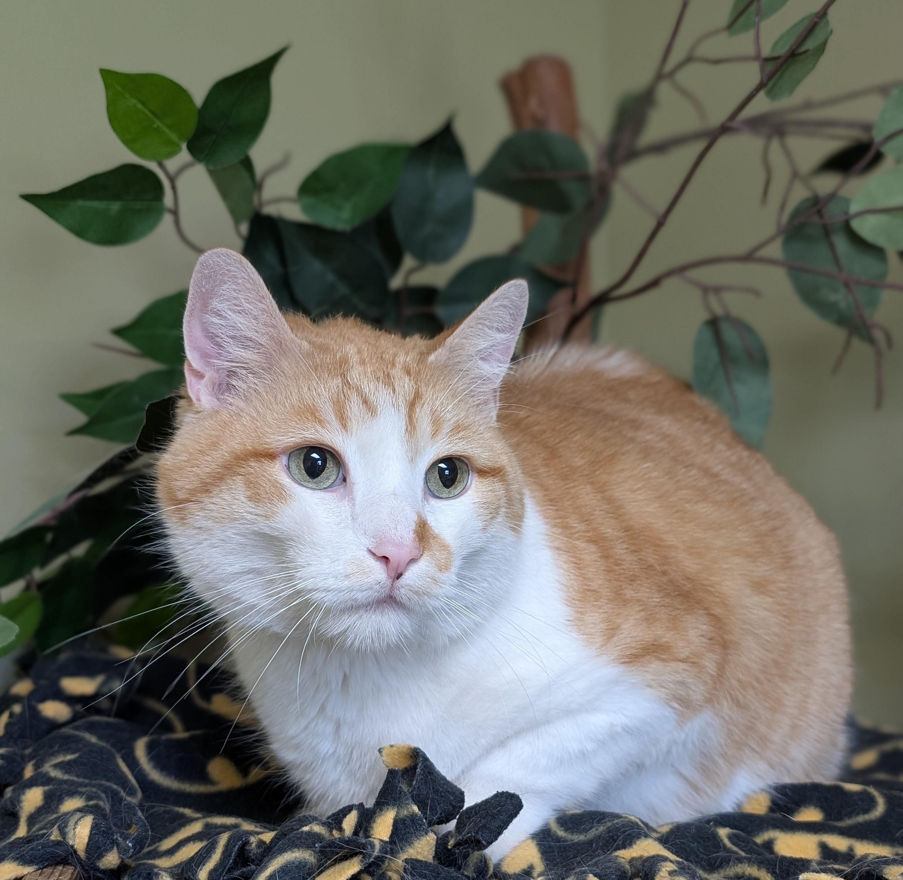 Bob, an adopted mixed breed in Hastings, NE image 2/4