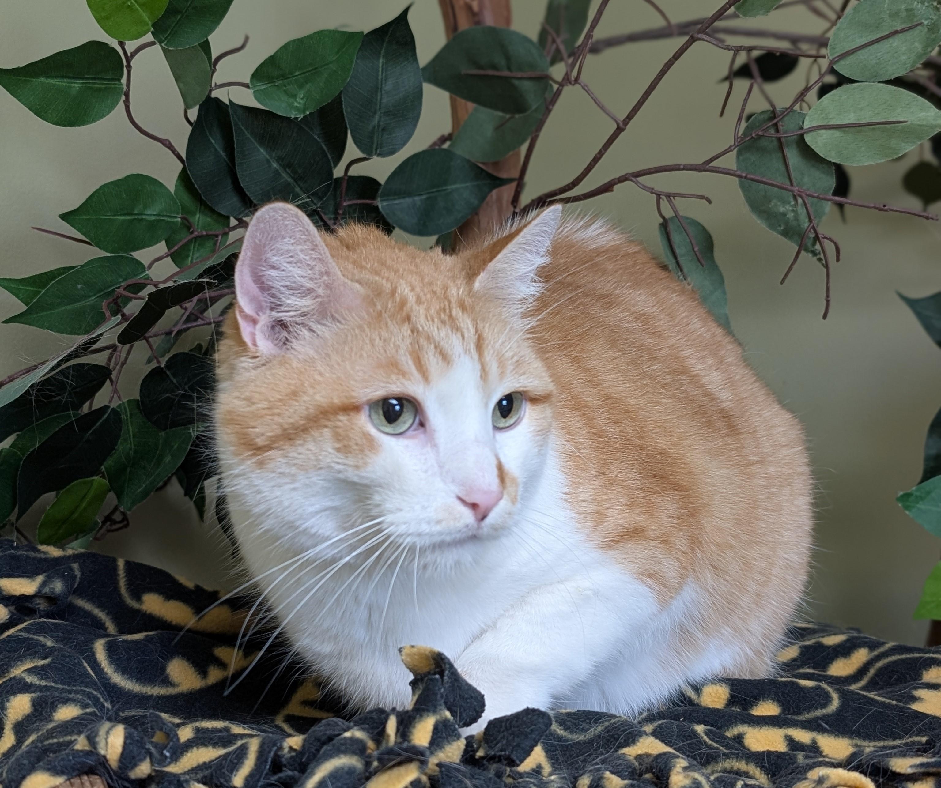 Bob, an adopted mixed breed in Hastings, NE image 4/4