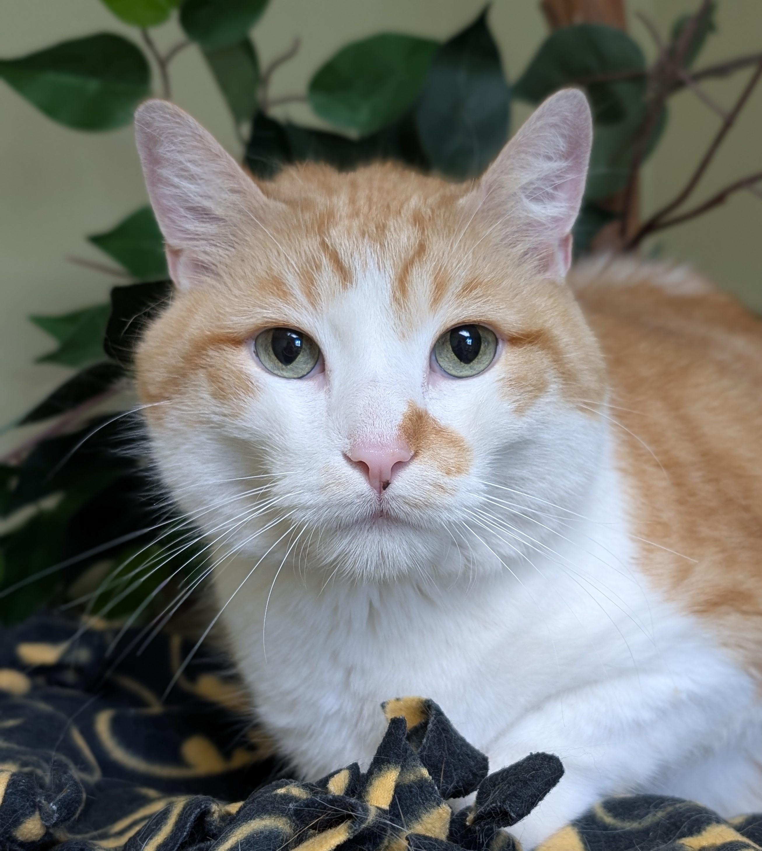 Bob, adopted, Adult Male Manx & Domestic Short Hair.