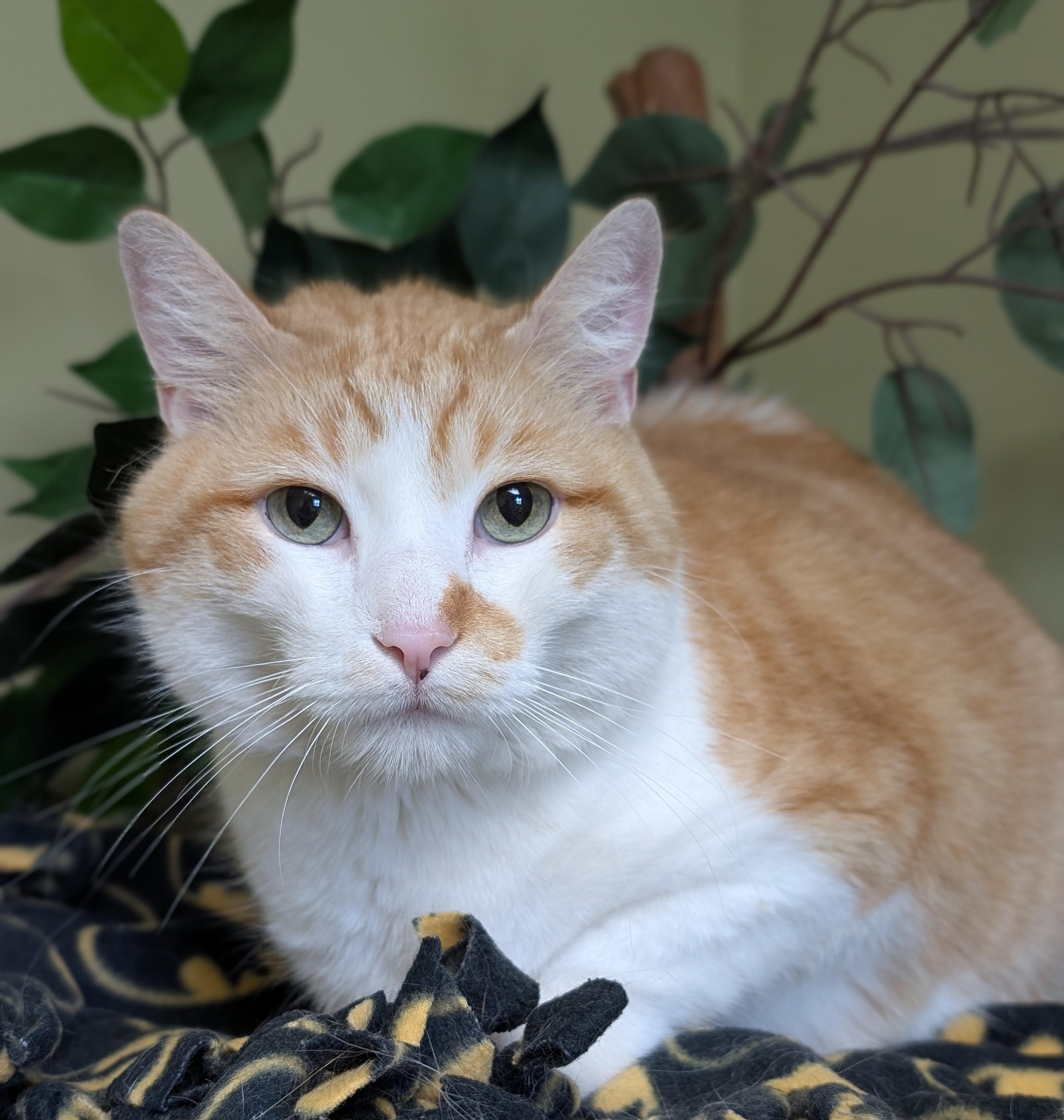Bob, an adopted mixed breed in Hastings, NE image 3/4