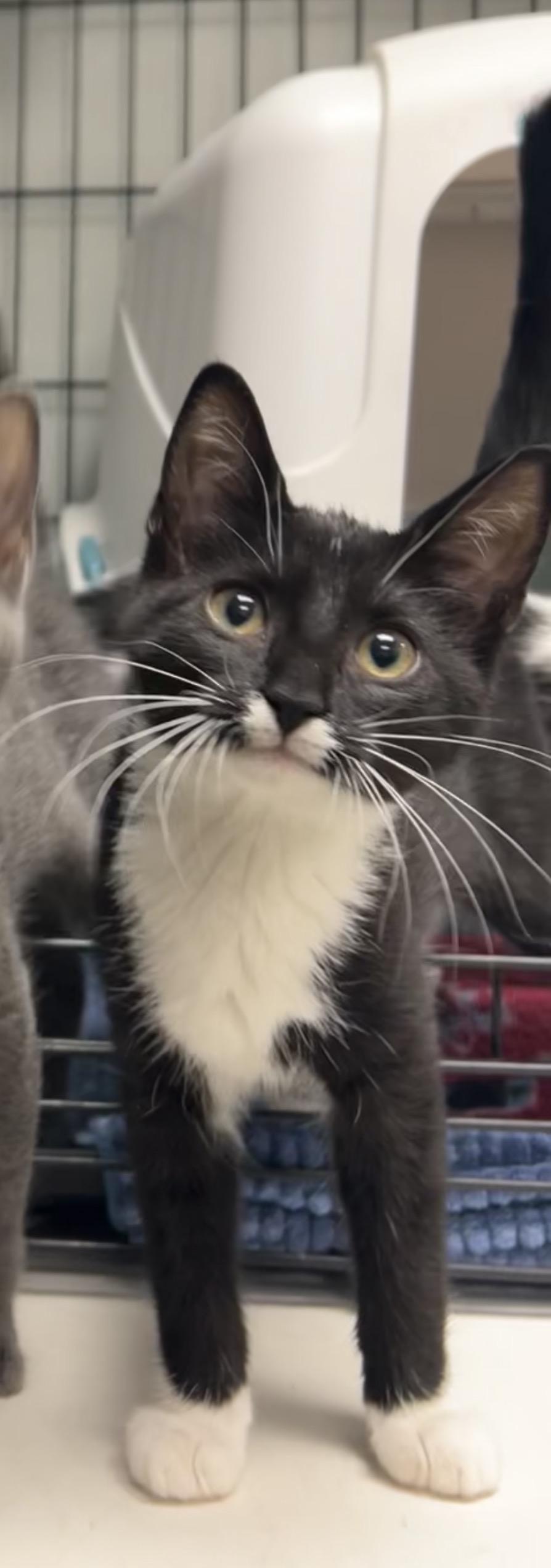 Enlarge Basketball, an adopted Domestic Short Hair in Montville, NJ image 1/2