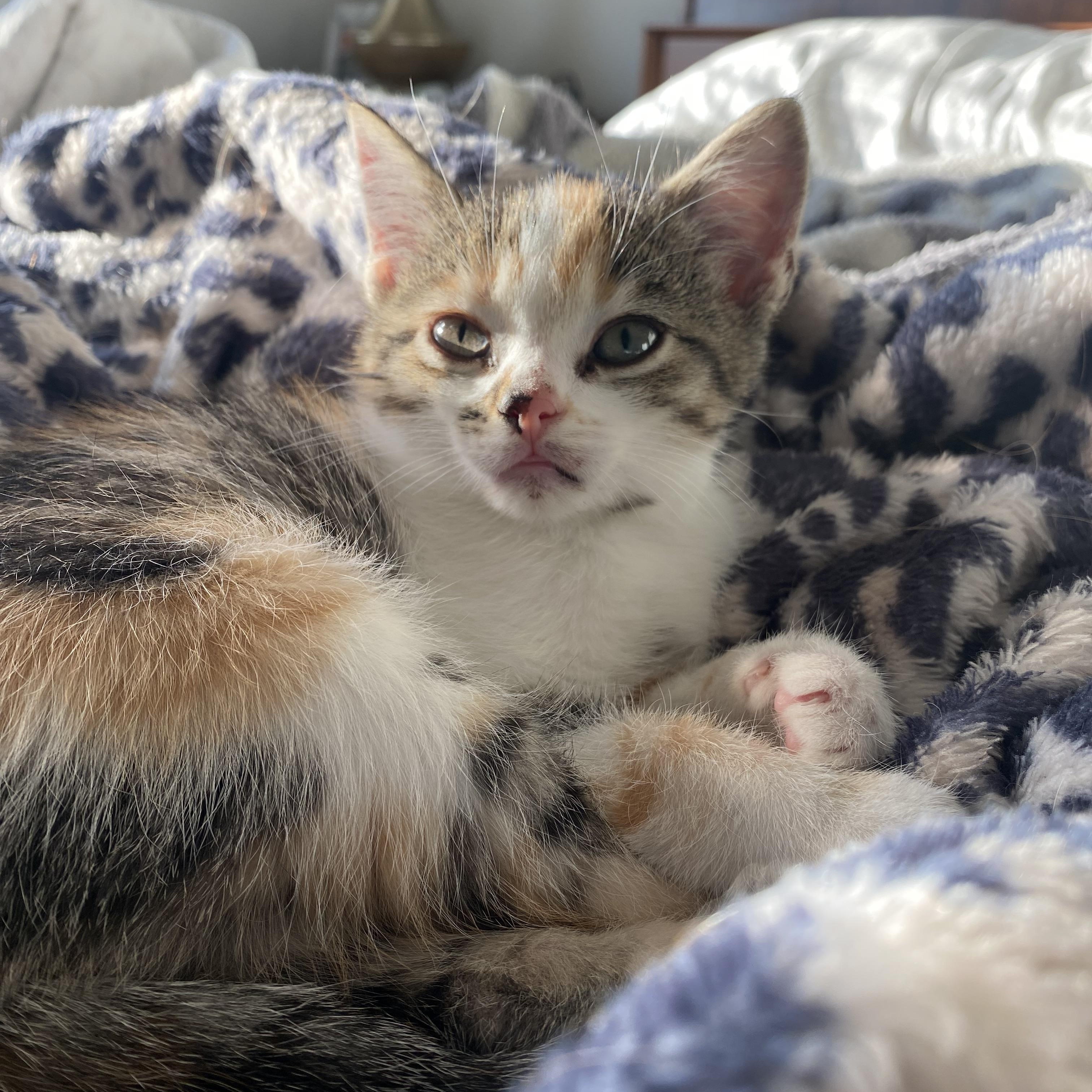 Enlarge Penny, a ADOPTABLE Domestic Short Hair in Crowley, TX image 4/4