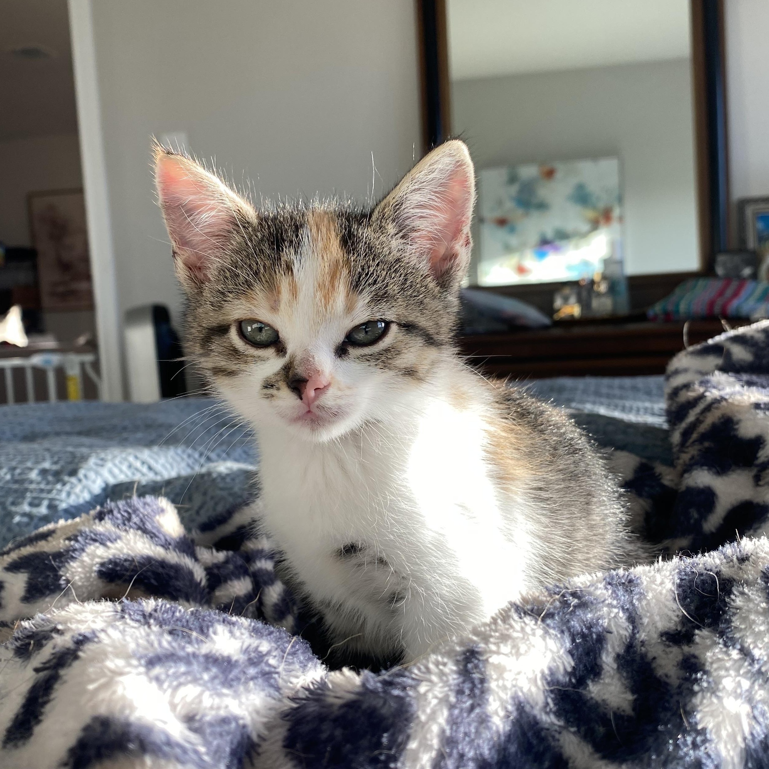Enlarge Penny, a ADOPTABLE Domestic Short Hair in Crowley, TX image 3/4