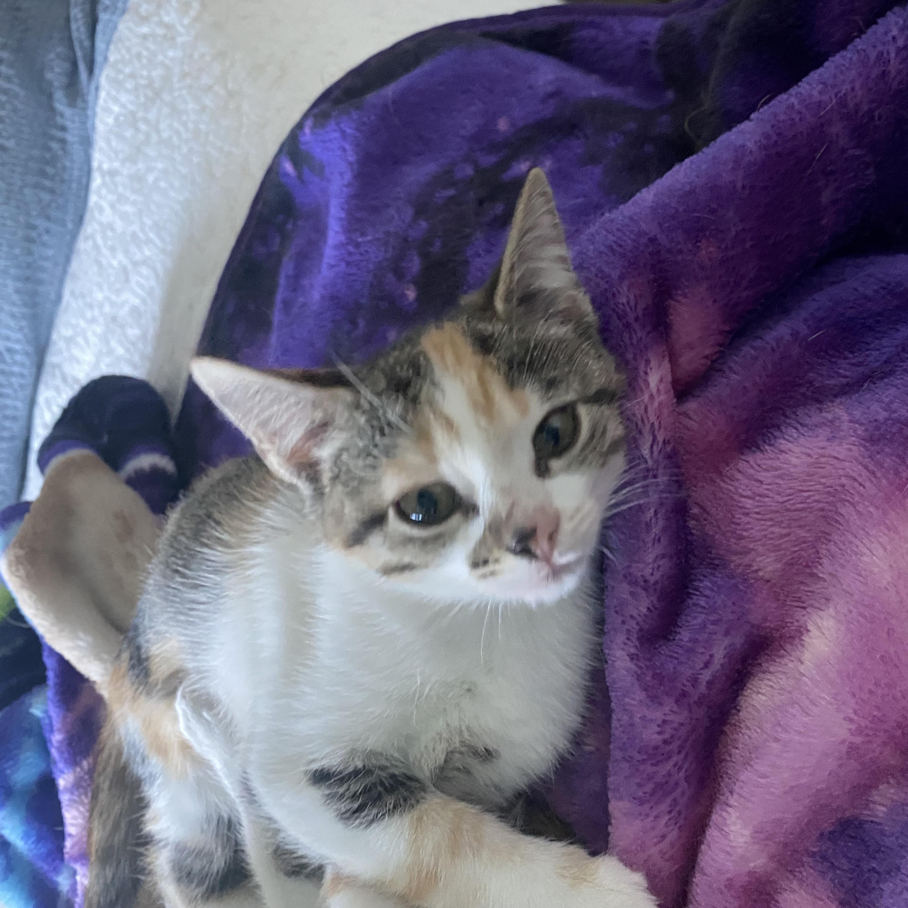 Penny, ADOPTABLE, Kitten Female Domestic Short Hair.