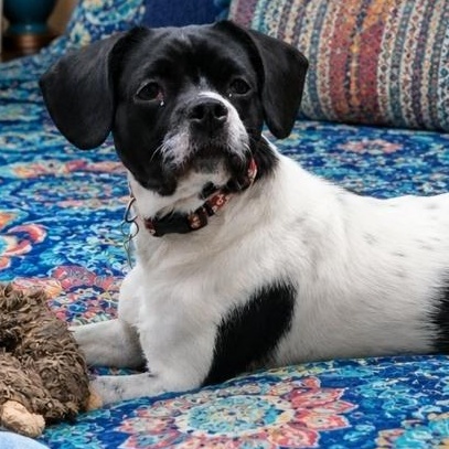 Enlarge Winona, an adopted mixed breed in Livonia, MI image 2/6