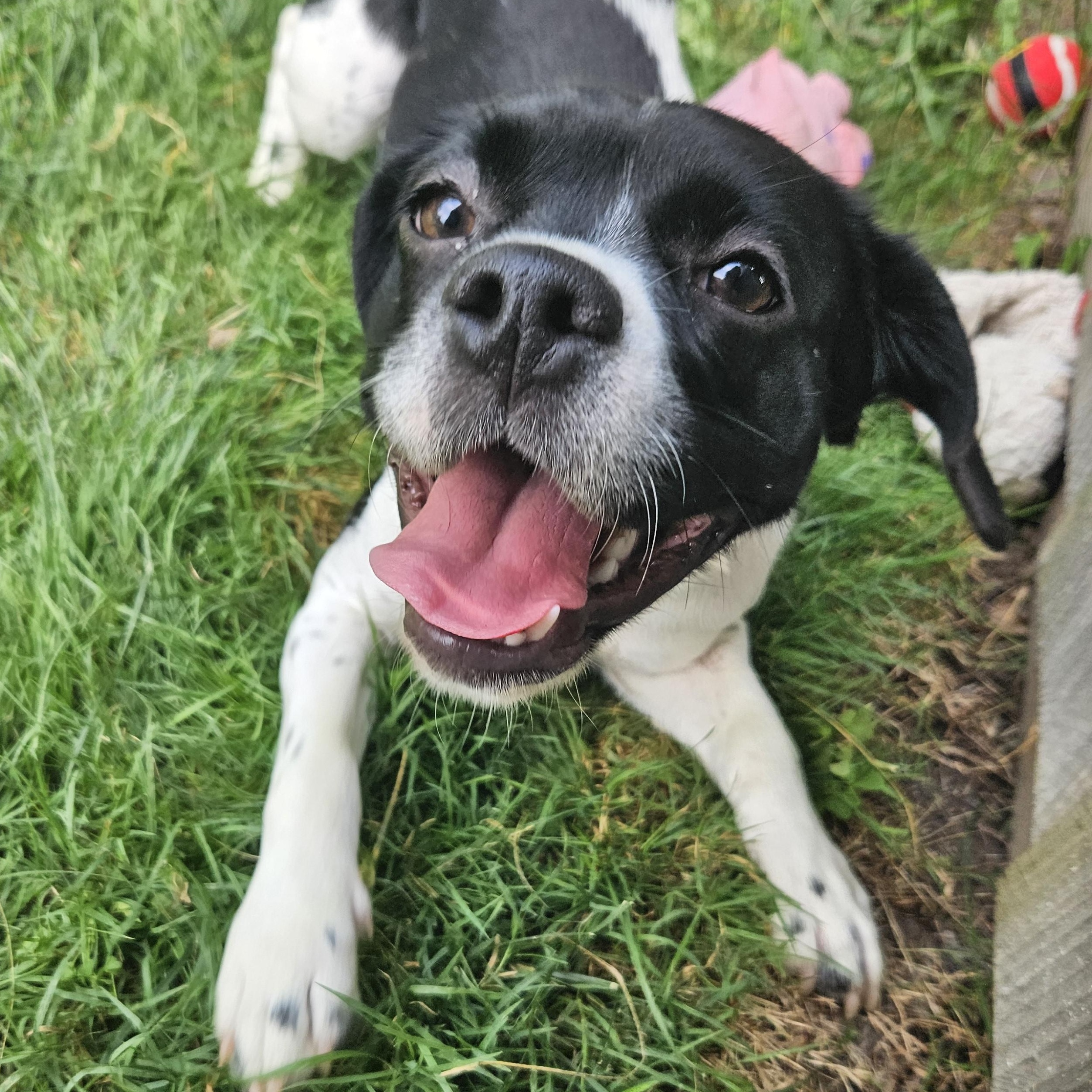 Winona, adopted, Young Female Beagle & Boxer.