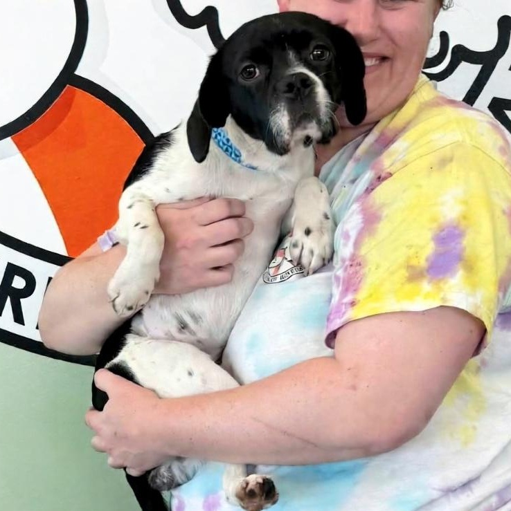 Enlarge Winona, an adopted mixed breed in Livonia, MI image 6/6