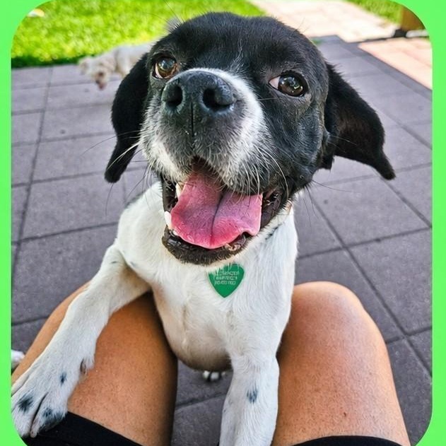 Enlarge Winona, an adopted mixed breed in Livonia, MI image 4/6