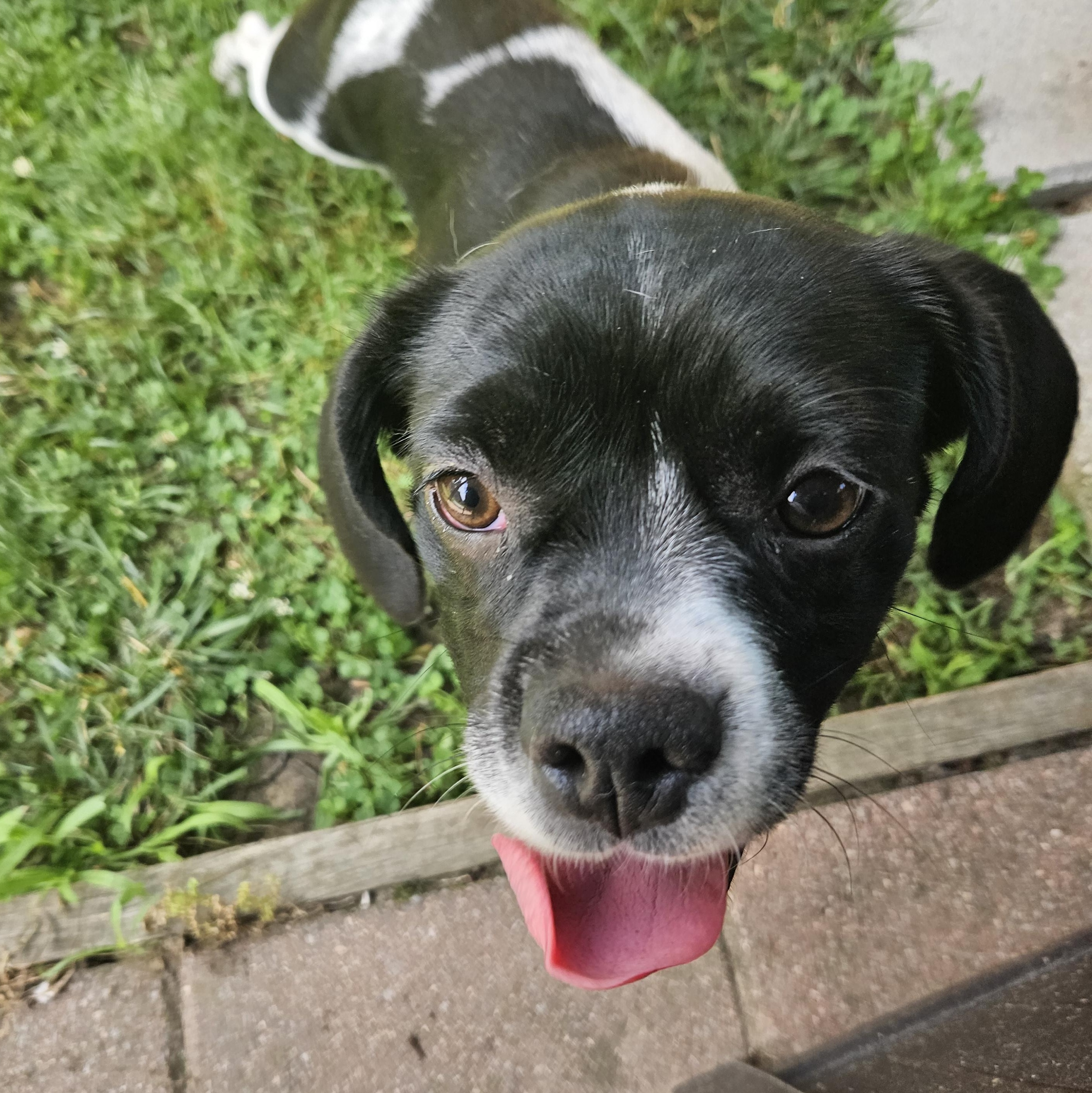 Enlarge Winona, an adopted mixed breed in Livonia, MI image 5/6