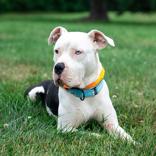 Phoebe, ADOPTABLE, Adult Female Pit Bull Terrier.