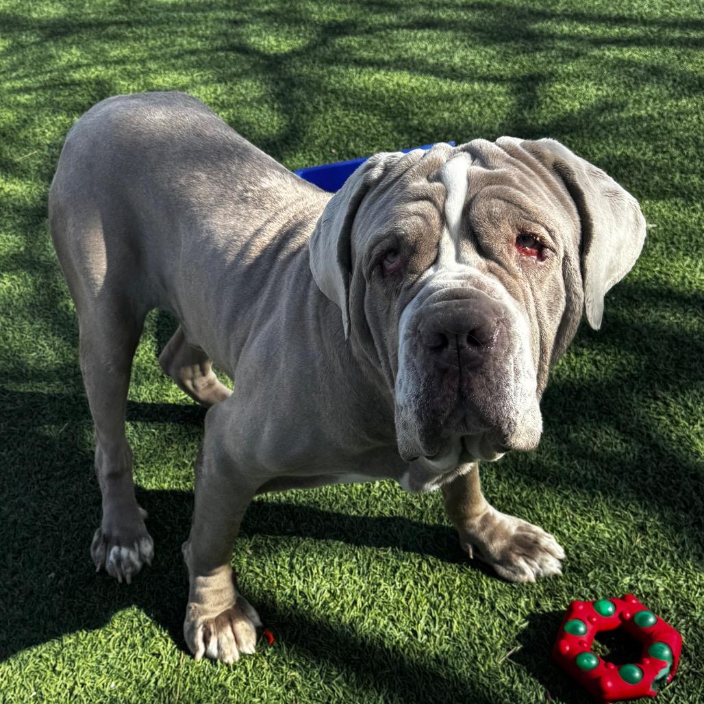 Enlarge Cesar, a Adoptable Neapolitan Mastiff in Henderson, NV image 1/3