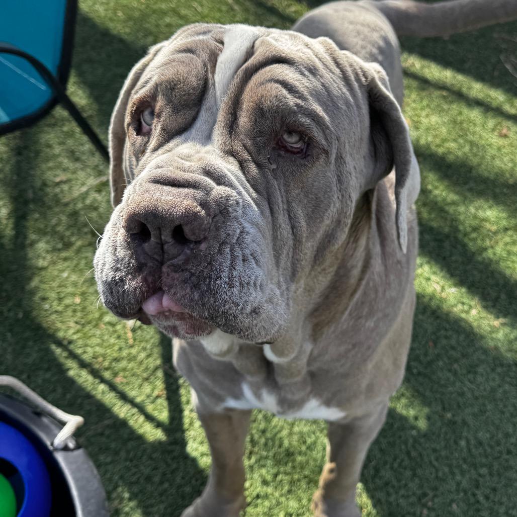 Enlarge Cesar, a Adoptable Neapolitan Mastiff in Henderson, NV image 2/3