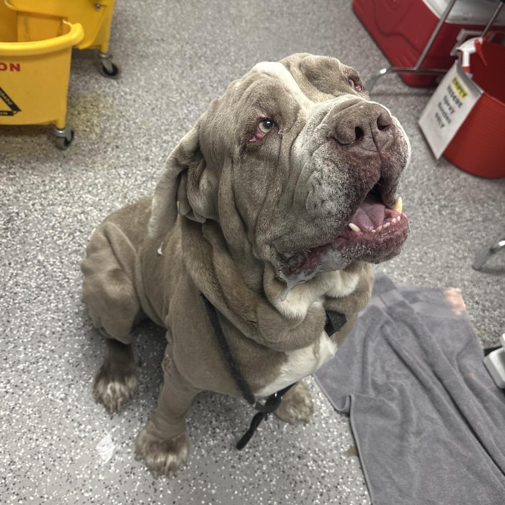 Enlarge Cesar, a Adoptable Neapolitan Mastiff in Henderson, NV image 3/3