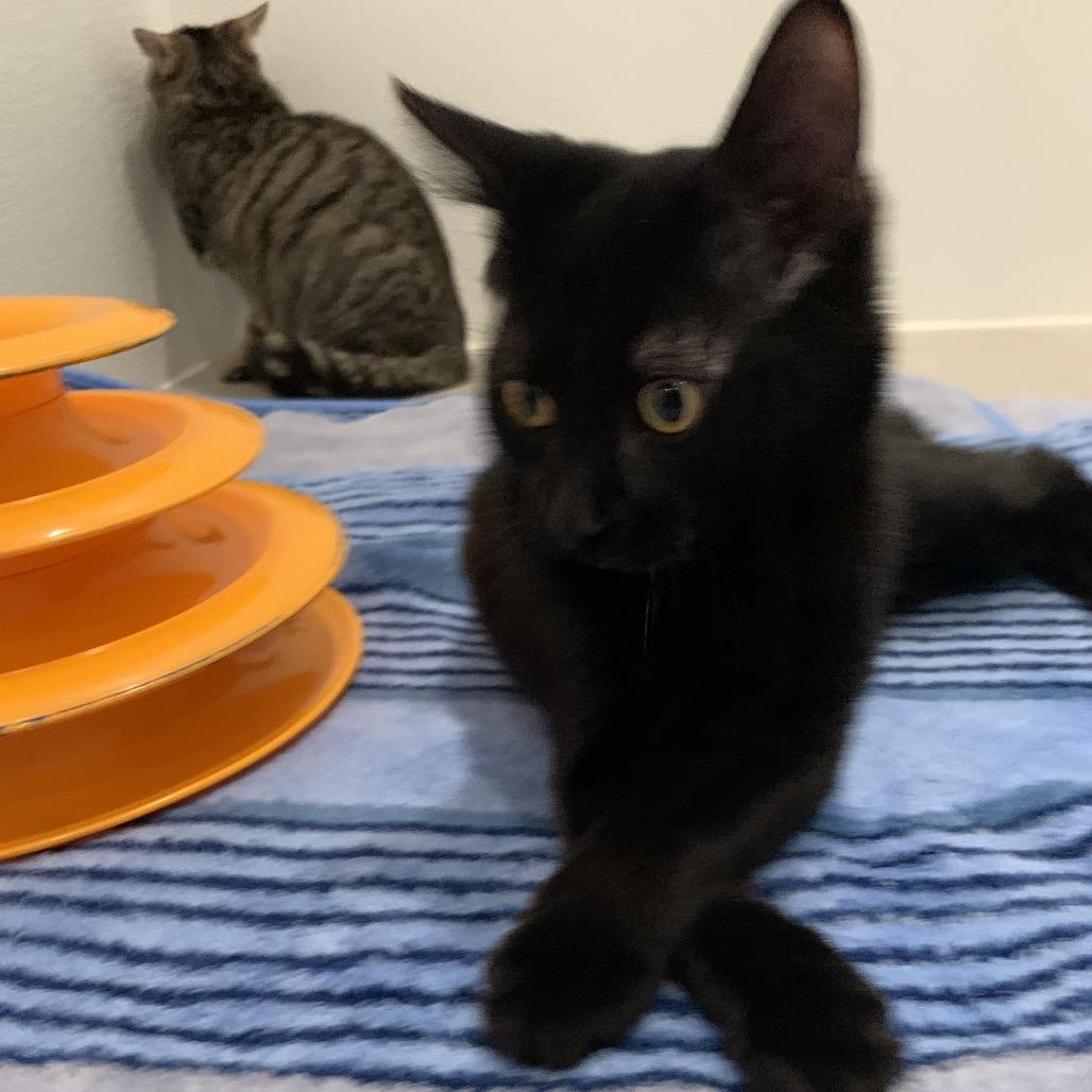Zuko, Adoptable, Kitten Male Domestic Short Hair.