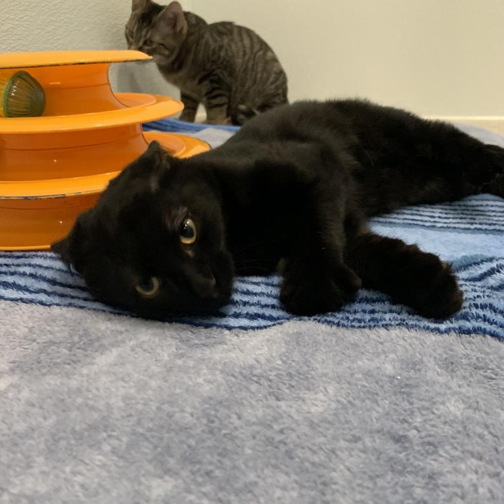 Enlarge Zuko, a Adoptable Domestic Short Hair in Puslinch, ON image 2/6