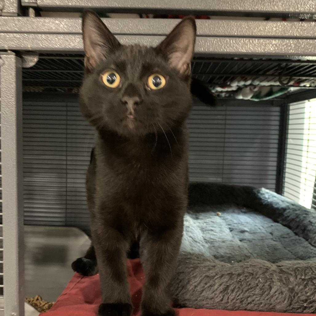 Enlarge Zuko, a Adoptable Domestic Short Hair in Puslinch, ON image 3/6