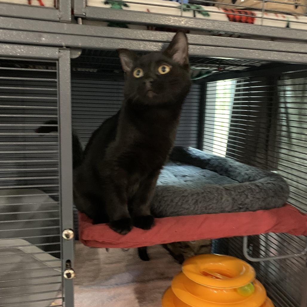 Enlarge Zuko, a Adoptable Domestic Short Hair in Puslinch, ON image 4/6