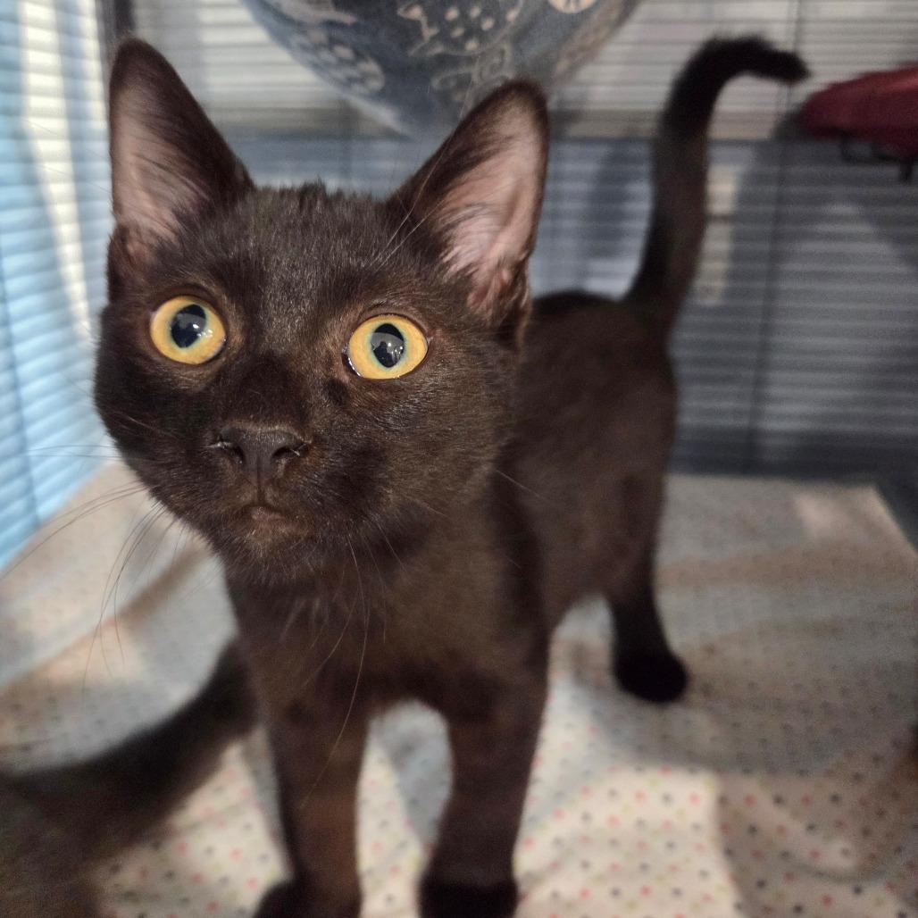Enlarge Zuko, a Adoptable Domestic Short Hair in Puslinch, ON image 6/6