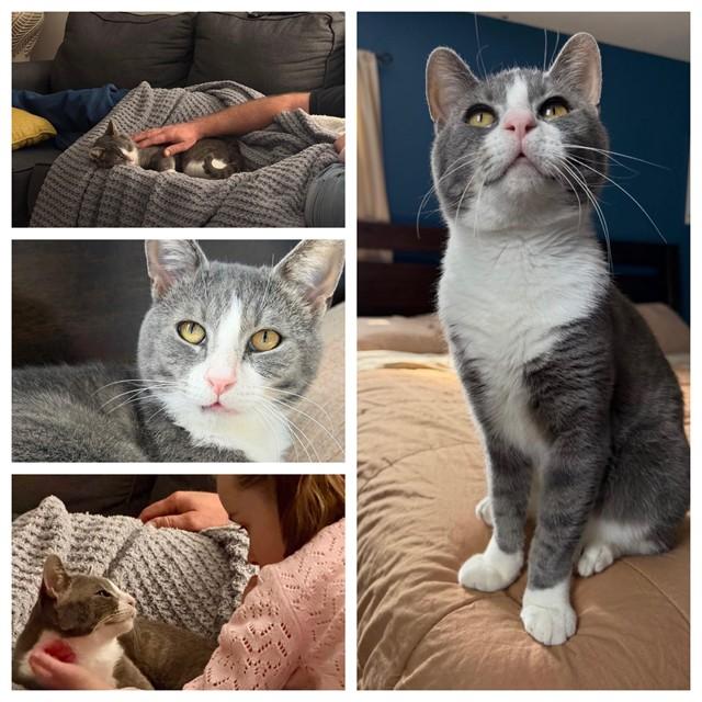 BEETLE JUICE, Adoptable, Adult Male Domestic Short Hair.