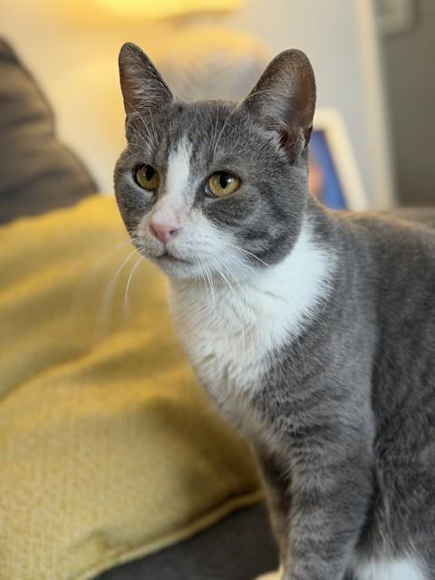 BEETLE JUICE, Adoptable, Adult Male Domestic Short Hair.