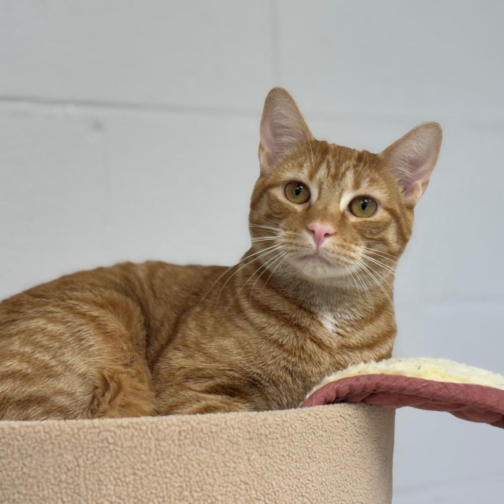 Denzel, Adoptable, Young Male Domestic Short Hair.