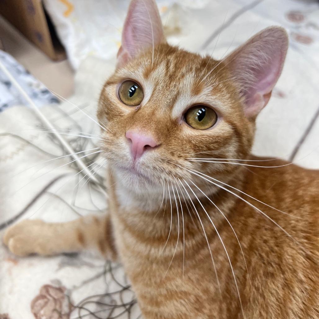 Enlarge Denzel, a Adoptable Domestic Short Hair in Mebane, NC image 2/6