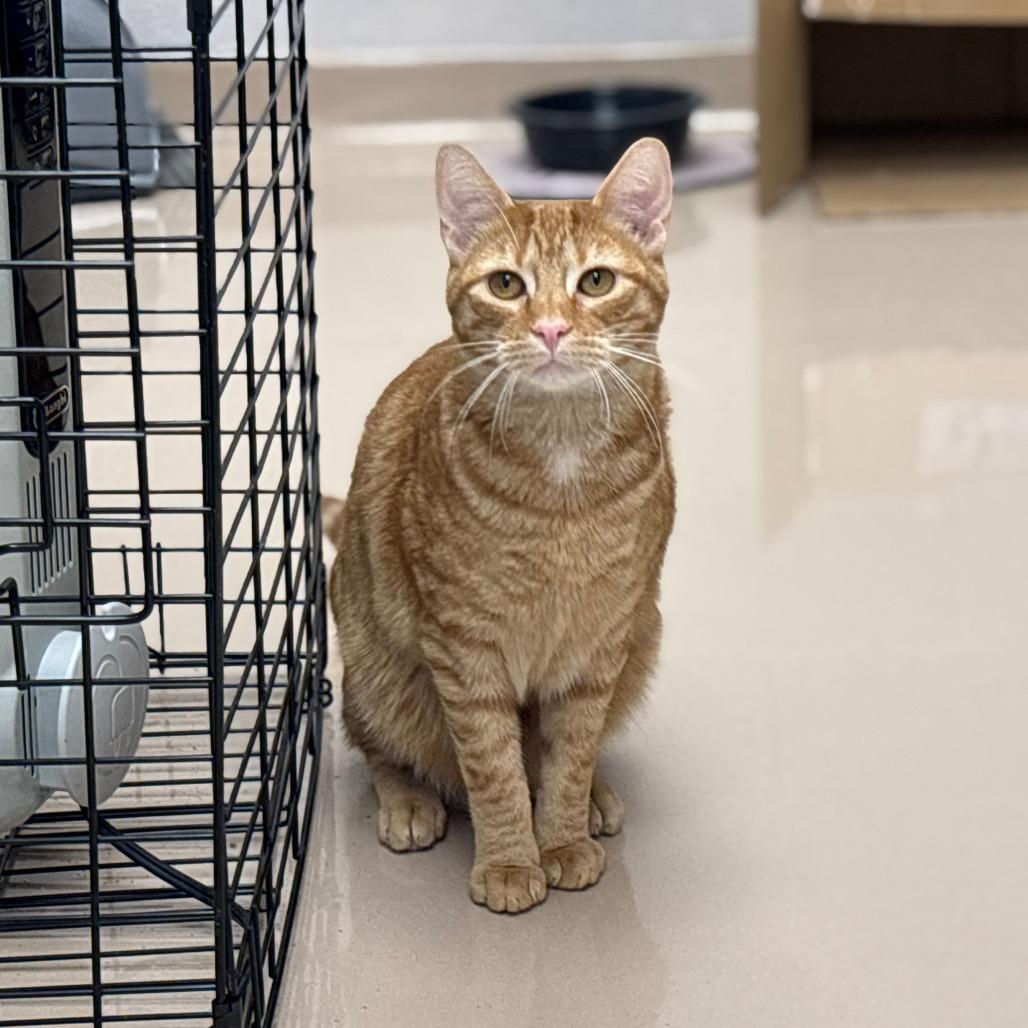 Enlarge Denzel, a Adoptable Domestic Short Hair in Mebane, NC image 3/6
