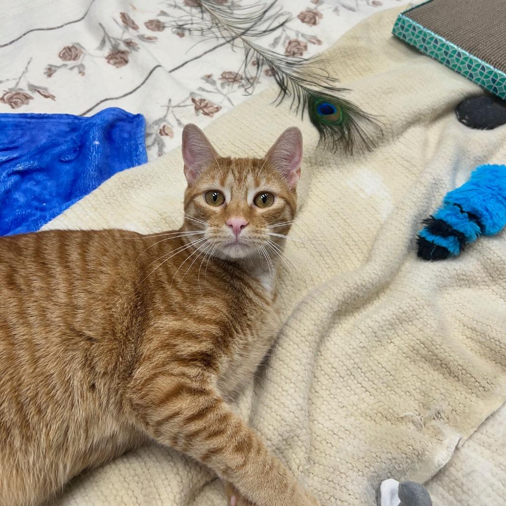 Enlarge Denzel, a Adoptable Domestic Short Hair in Mebane, NC image 5/6