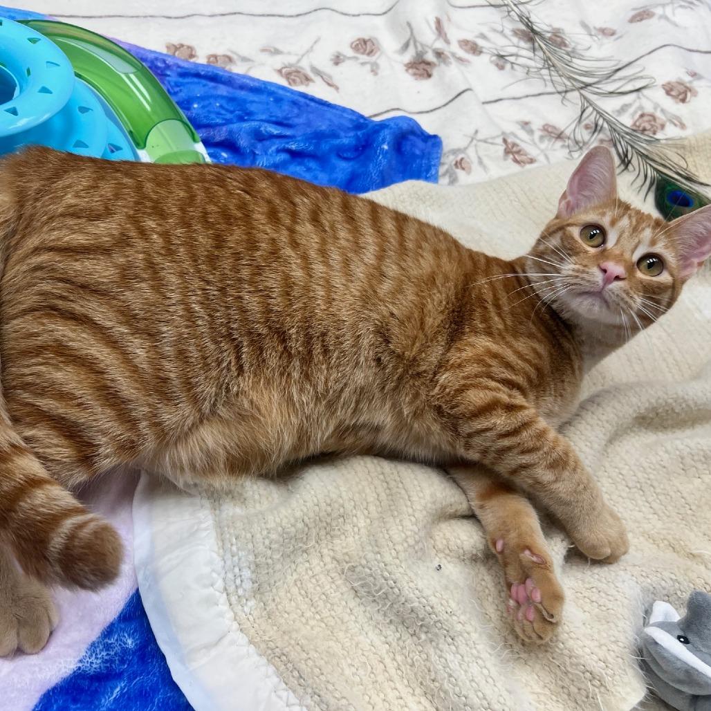 Enlarge Denzel, a Adoptable Domestic Short Hair in Mebane, NC image 6/6