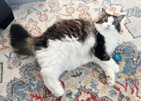 Moose our mushball!  LOVER ALERT - VIDEO!!