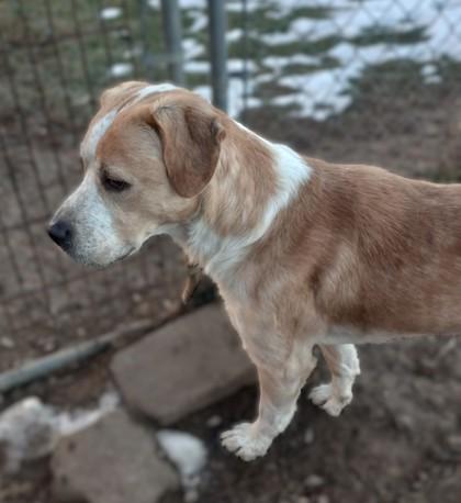 Logan, a Adoptable mixed breed in Baraboo, WI image 1/4