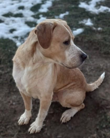 Logan, Adoptable, Adult Male Mixed Breed & Mixed Breed.