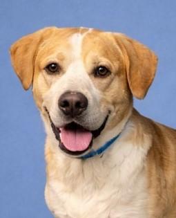 Logan, Adoptable, Adult Male Mixed Breed & Mixed Breed.