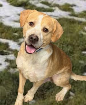 Logan, a Adoptable mixed breed in Baraboo, WI image 4/4