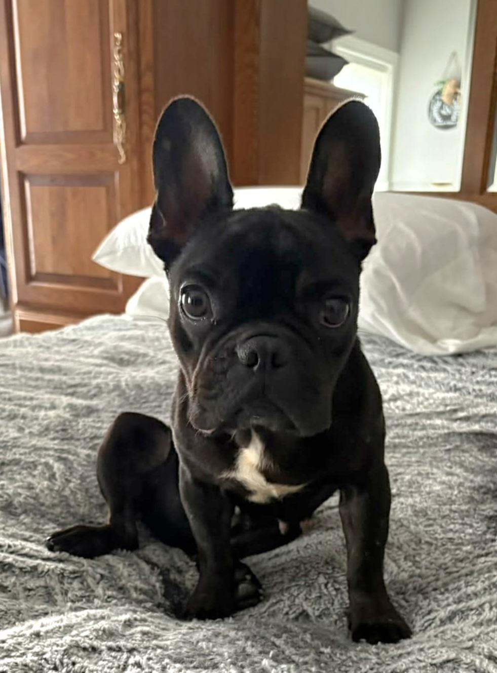 Maggie, adopted, Adult Female French Bulldog.