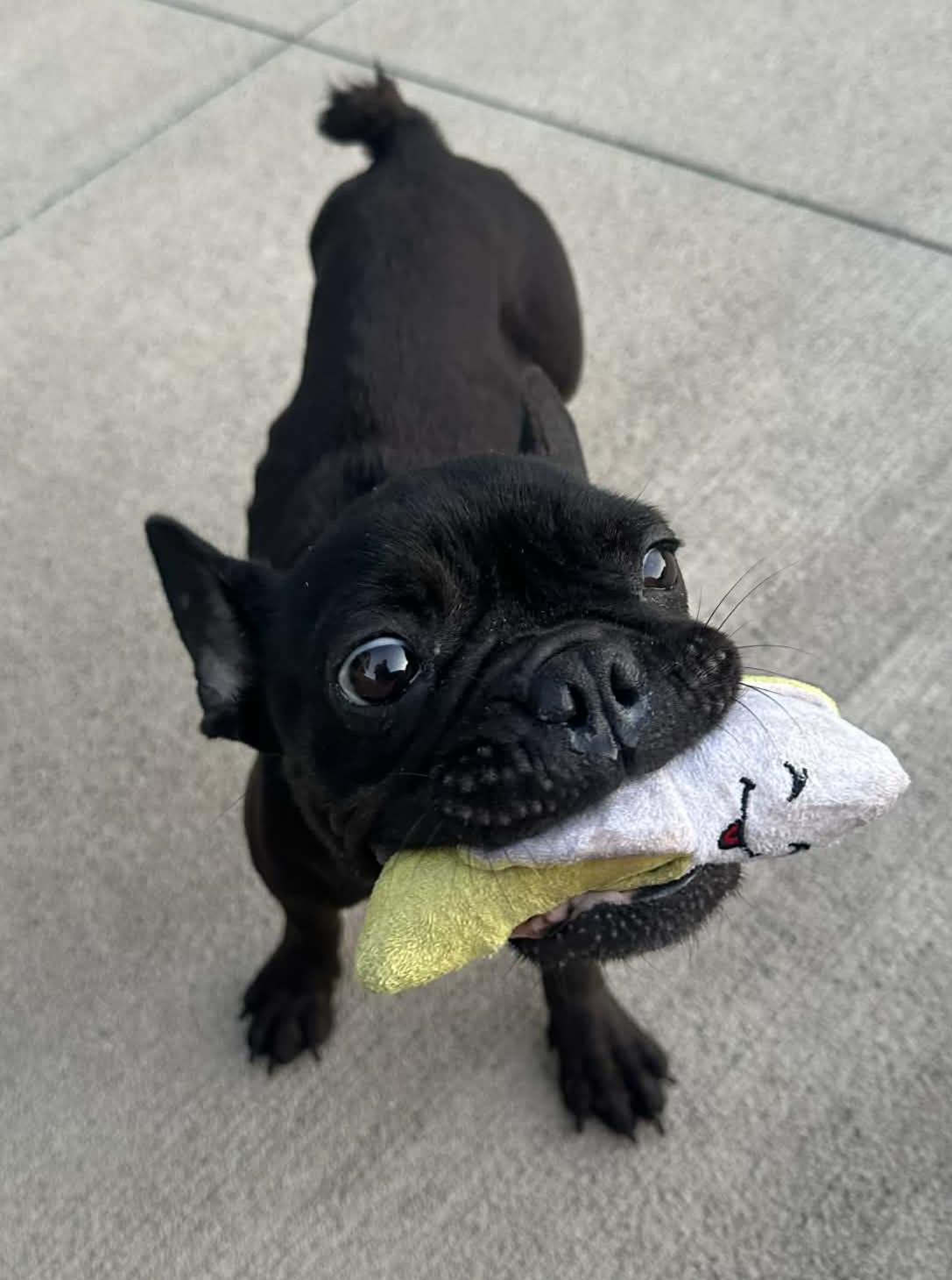 Enlarge Maggie, an adopted French Bulldog in Cedar Rapids, IA image 5/6