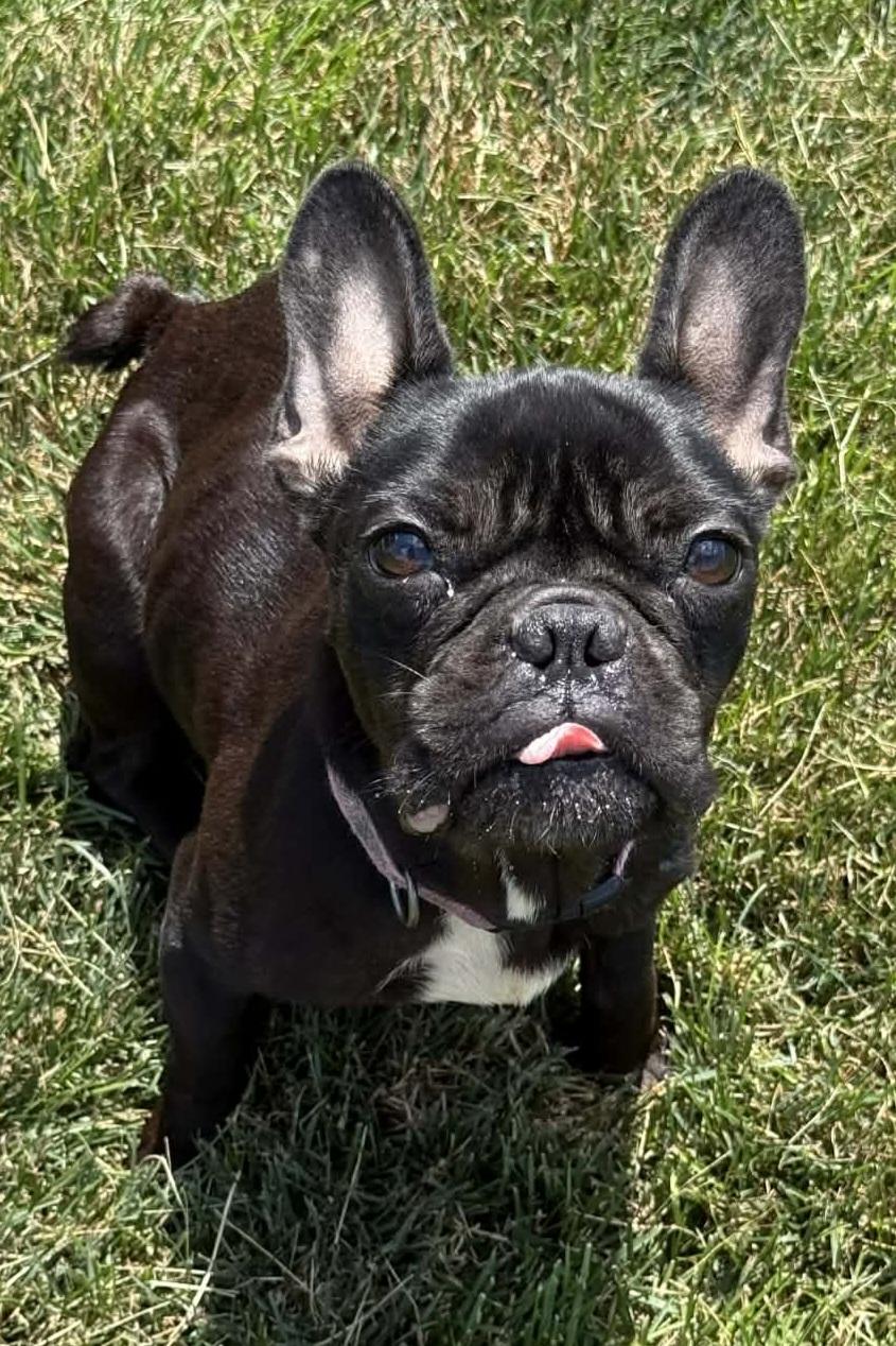Enlarge Maggie, an adopted French Bulldog in Cedar Rapids, IA image 3/6