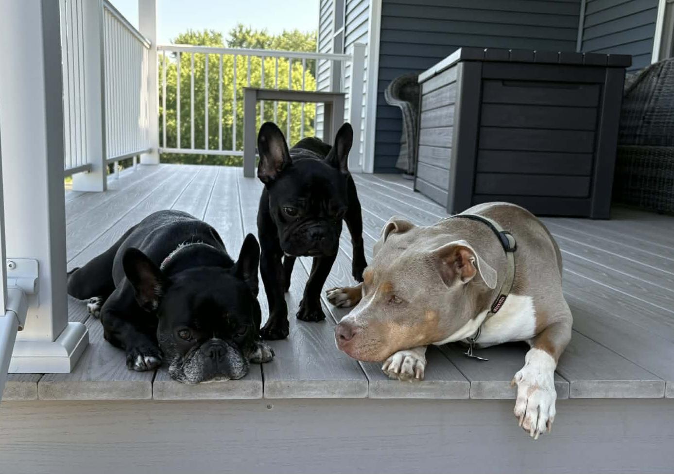 Enlarge Maggie, an adopted French Bulldog in Cedar Rapids, IA image 4/6